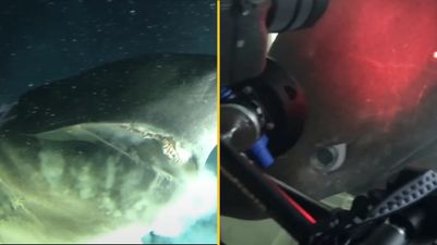 Footage shows sub coming across 'deep-sea monster' that existed before dinosaurs on ocean floor