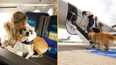 Airline dedicated to dogs is launching in the UK next month