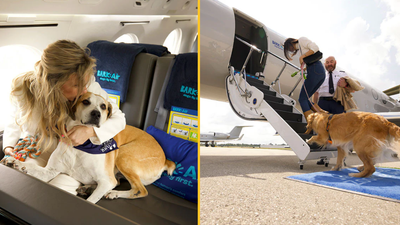 Airline dedicated to dogs is launching in the UK next month