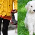 ‘People who don’t pick up after their dog’ voted the biggest pet peeve for Brits